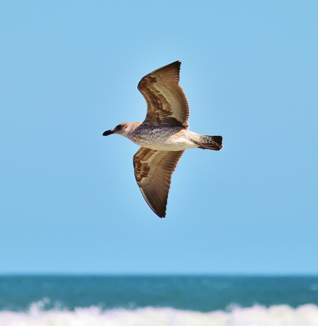 seagull flight fly free photo