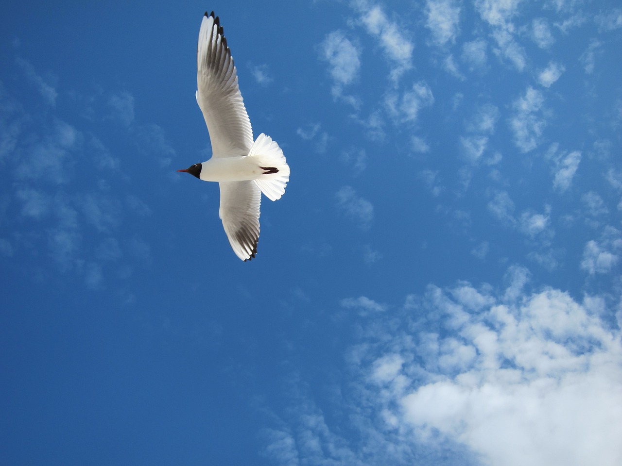 seagull baltic sea sky free photo