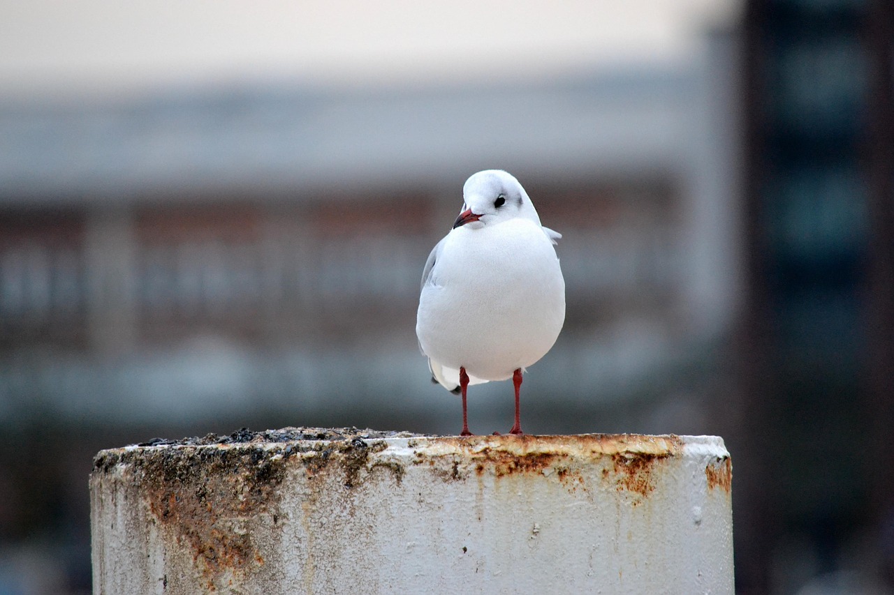 seagull port bird free photo