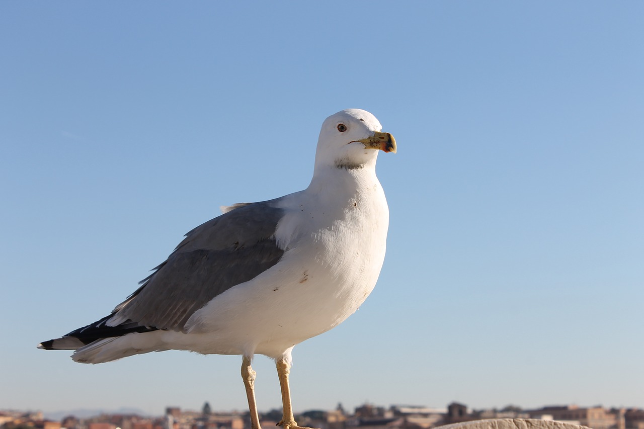 seagull bird seevogel free photo