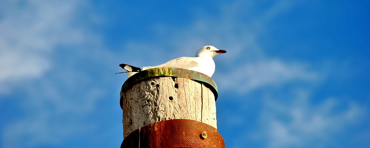 seagull sky blue free photo