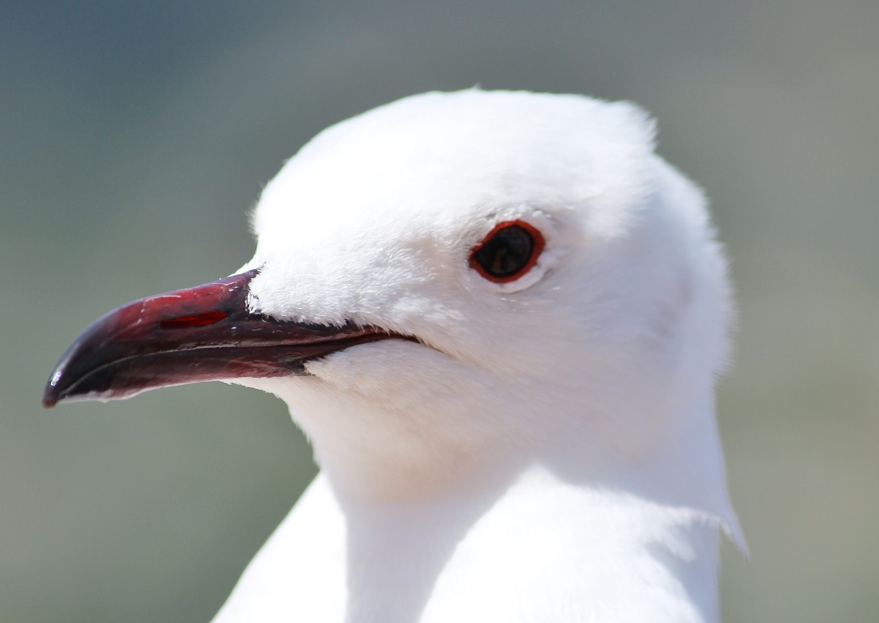 seagull head bill free photo