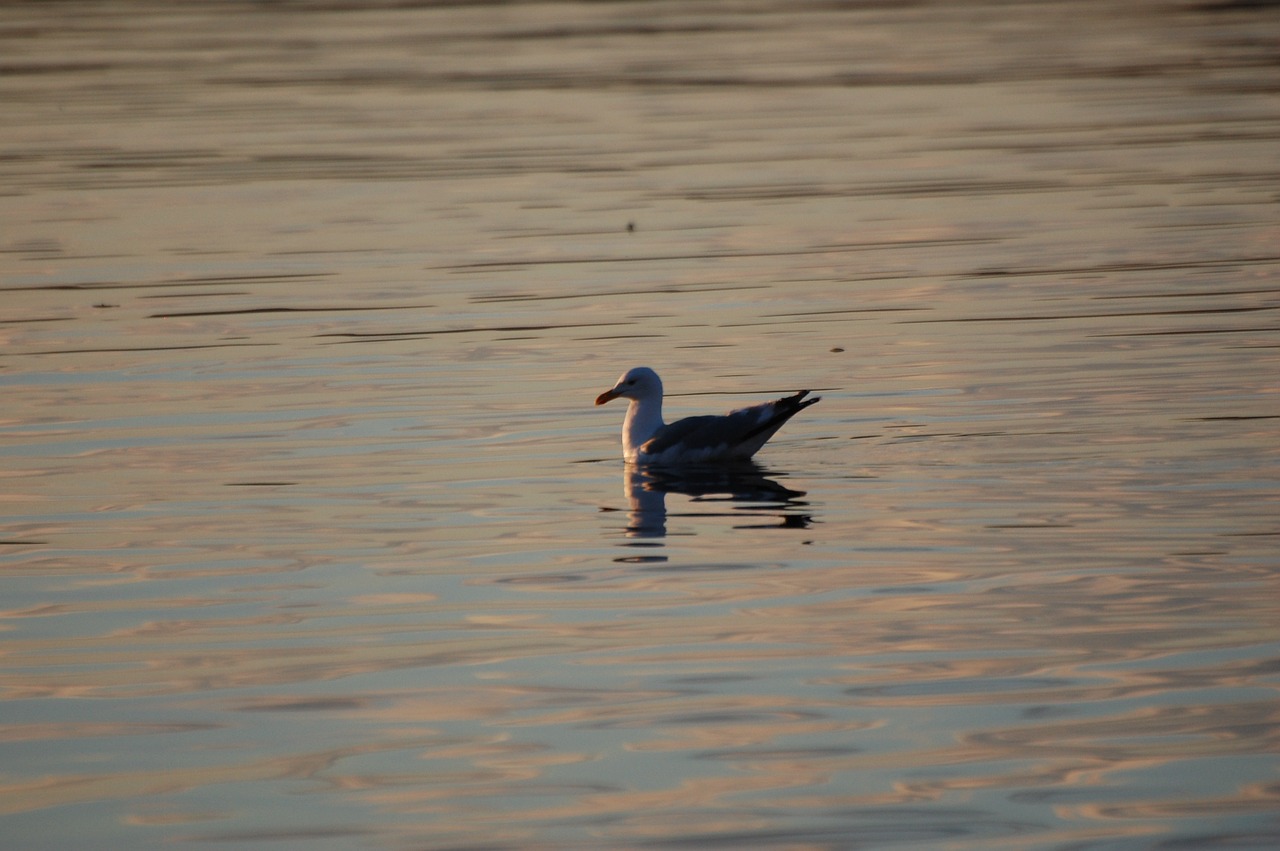 seagull bird birds free photo