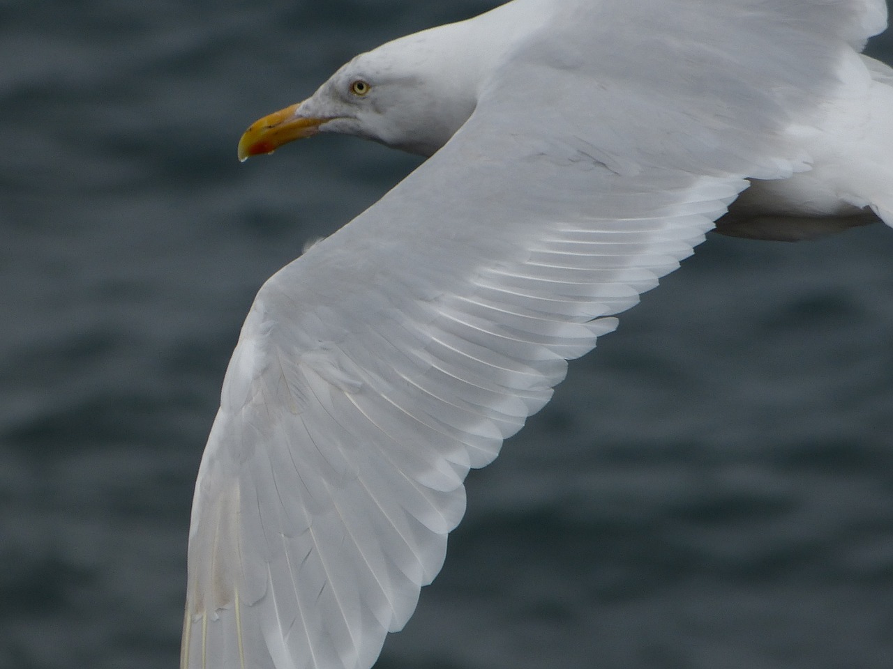 seagull bird flying free photo