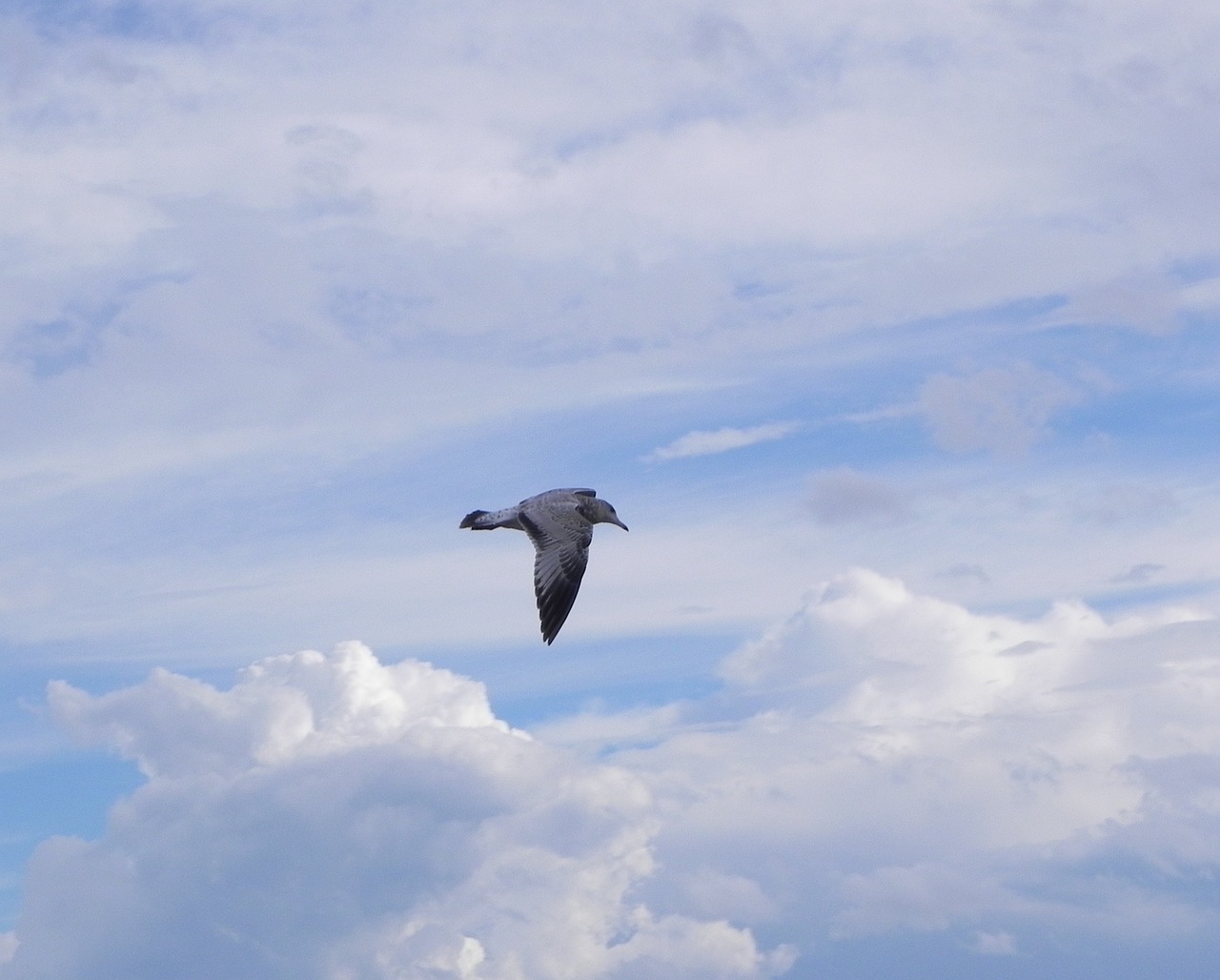 seagull fly sky free photo