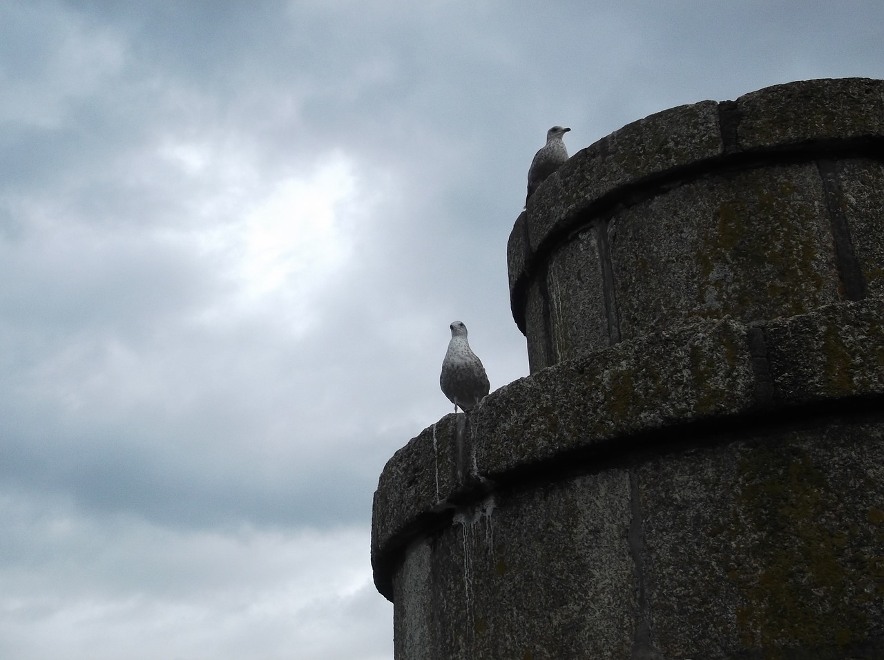 seagull tower clouds free photo