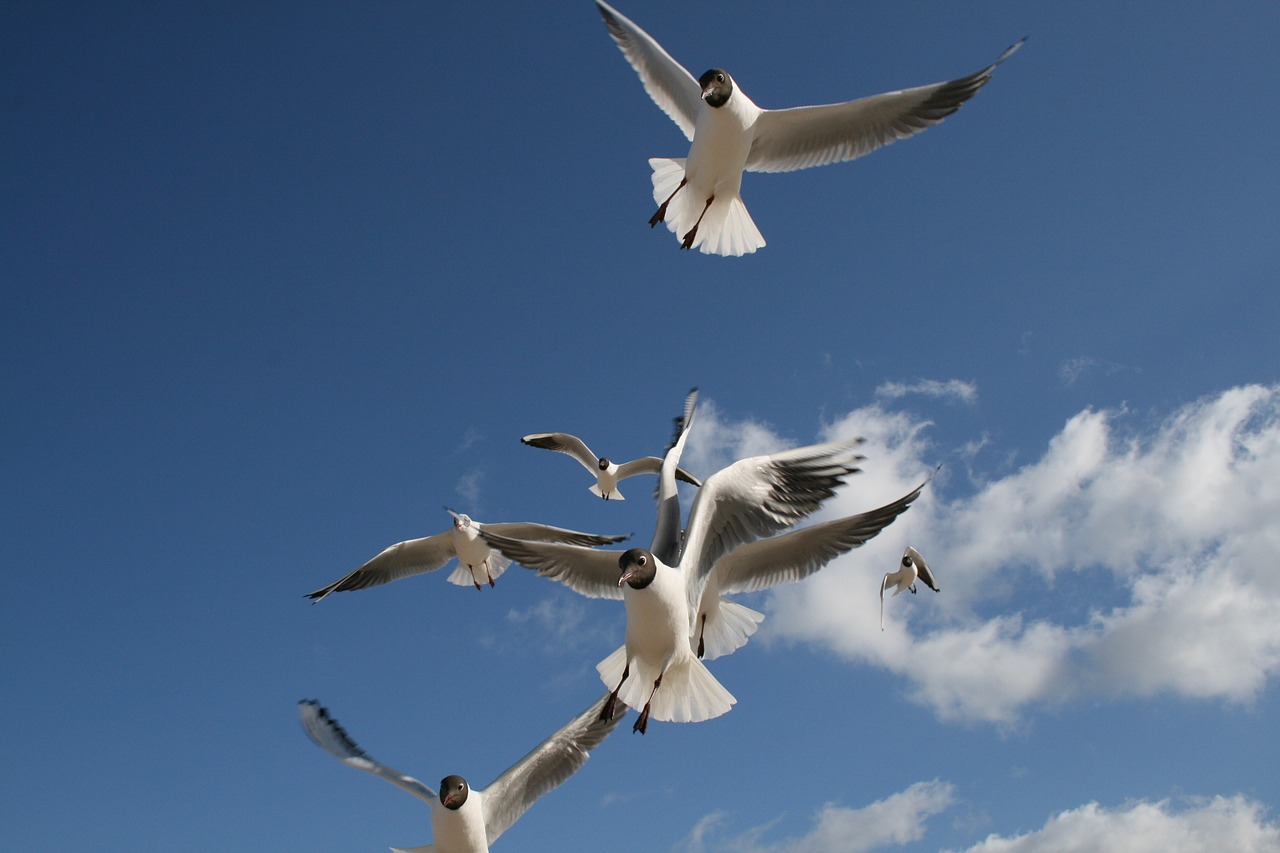 seagull beach sky free photo