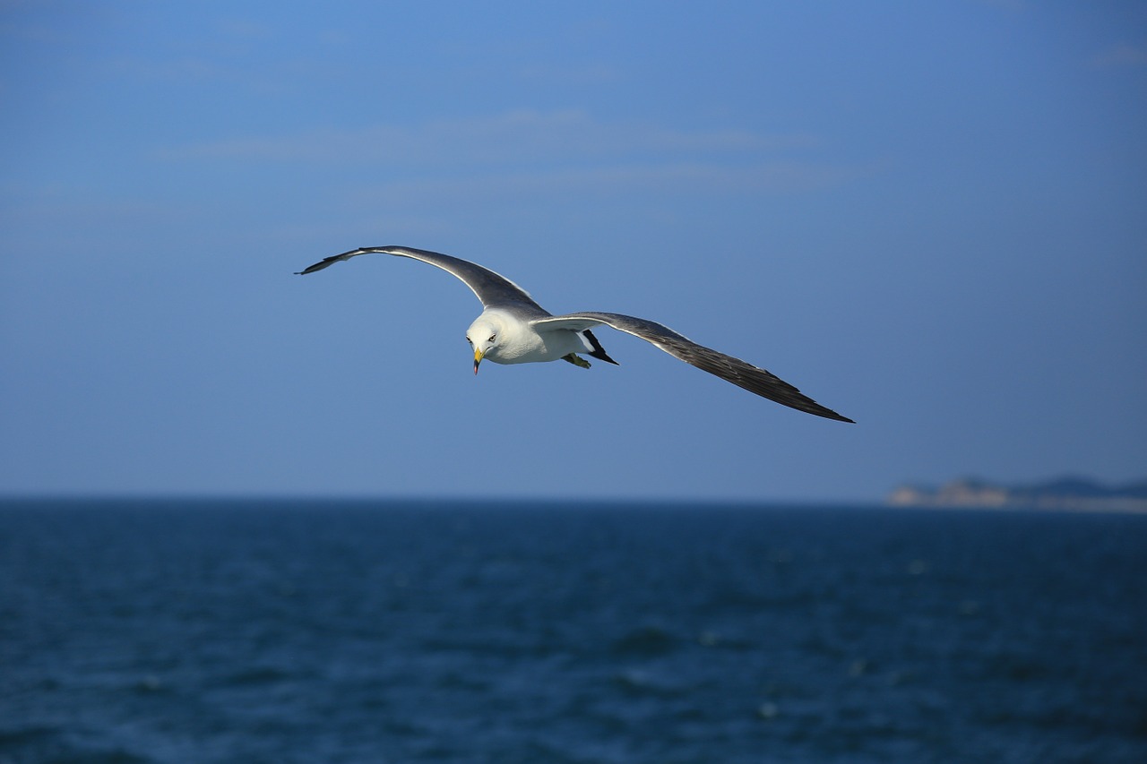 seagull nature animal free photo