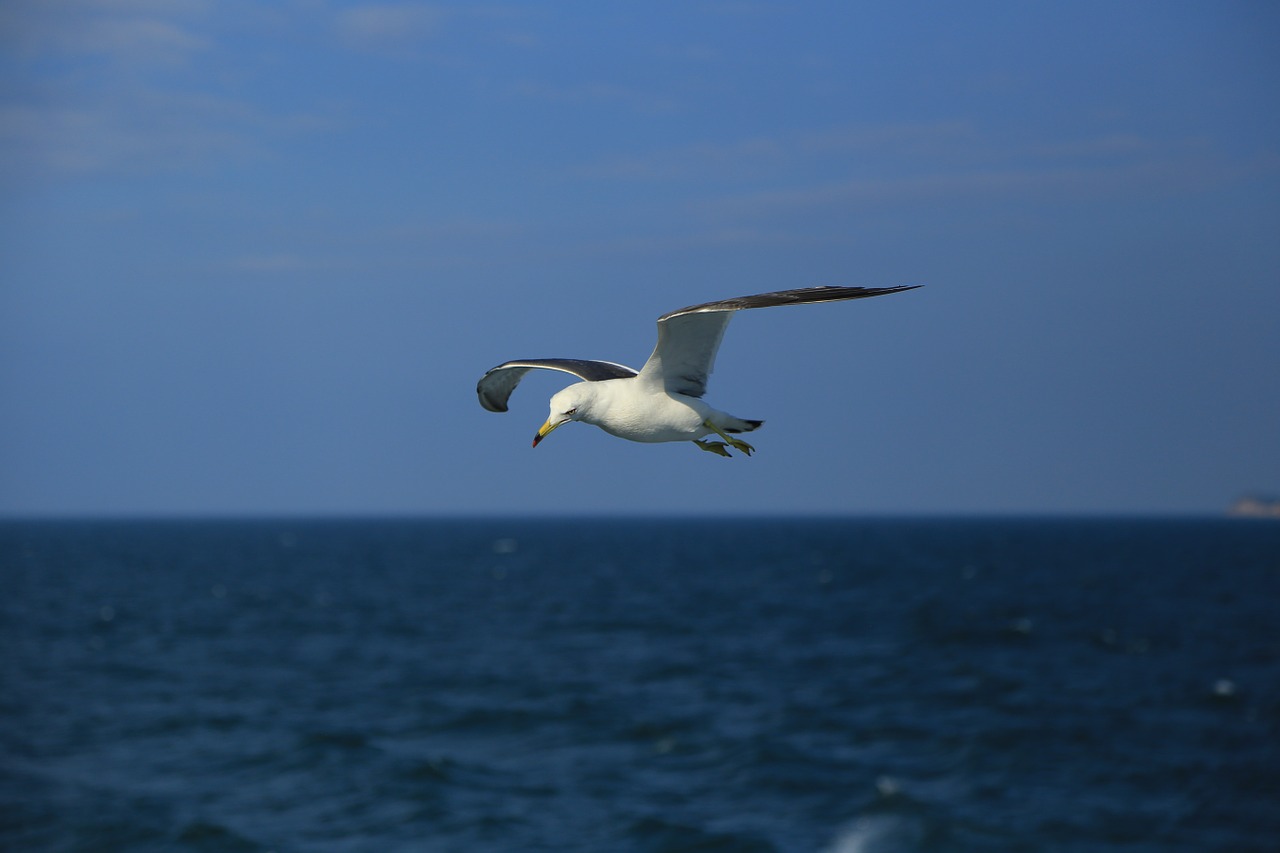 seagull nature animal free photo