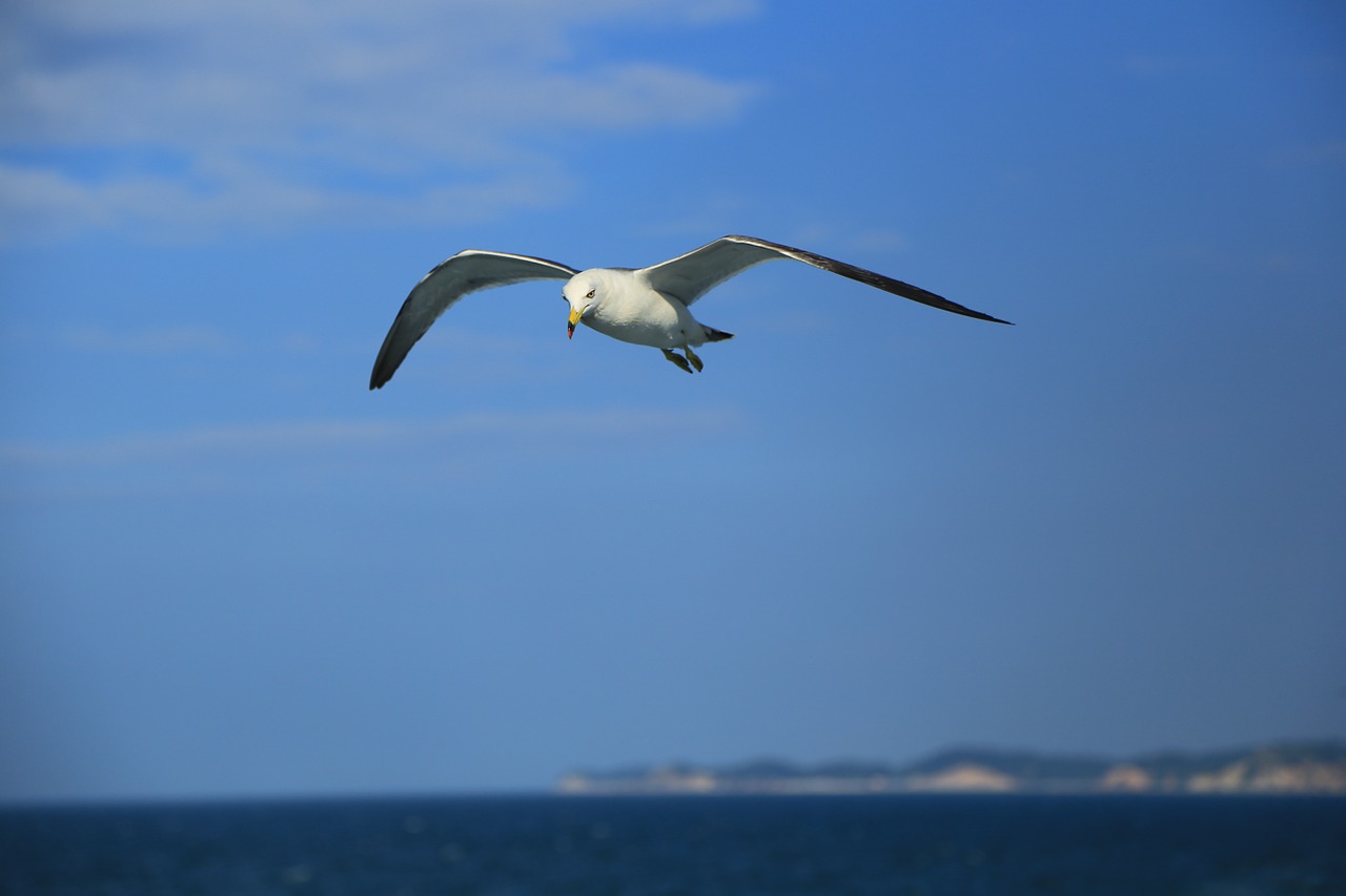 seagull nature animal free photo