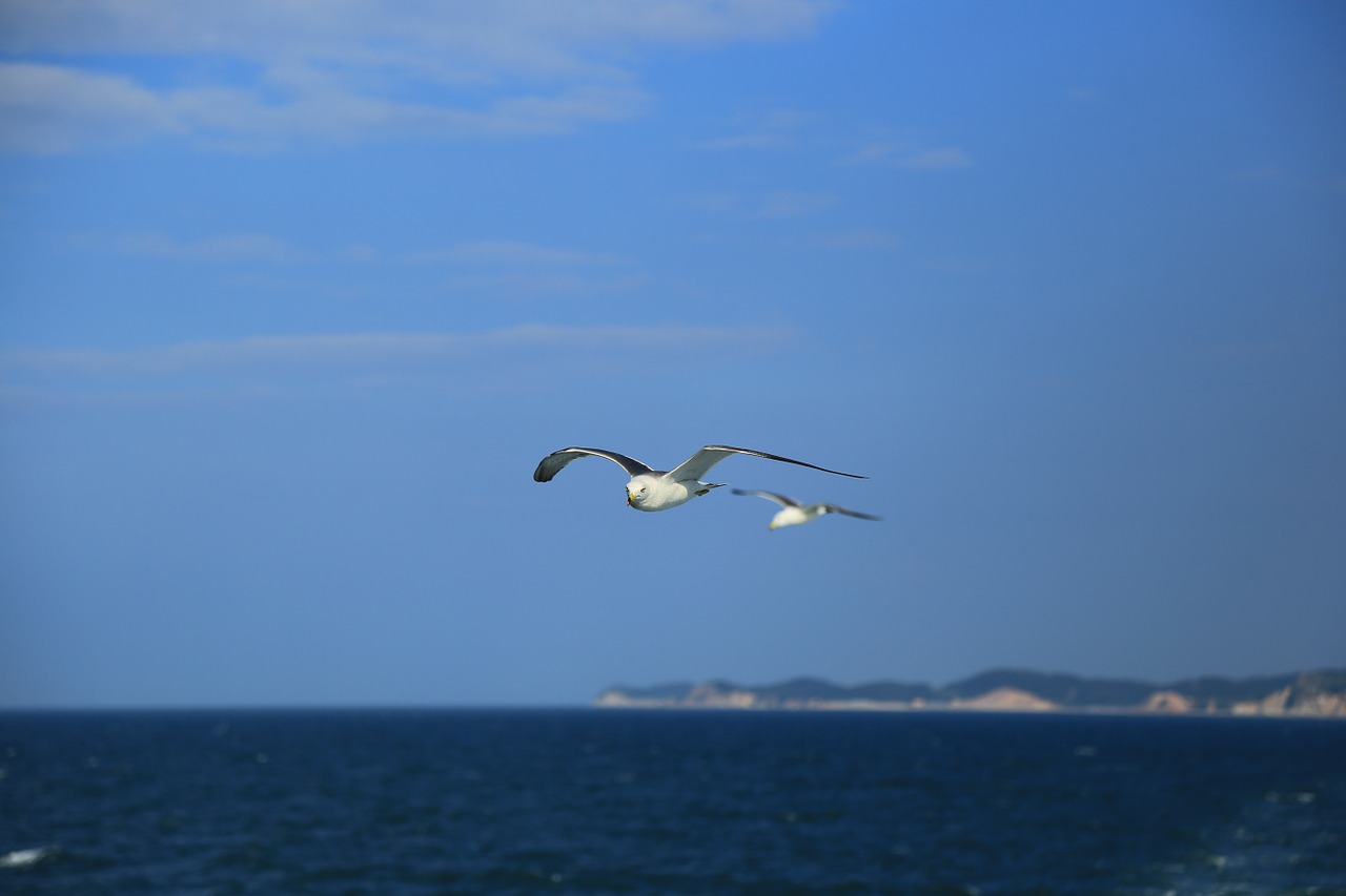 seagull nature animal free photo