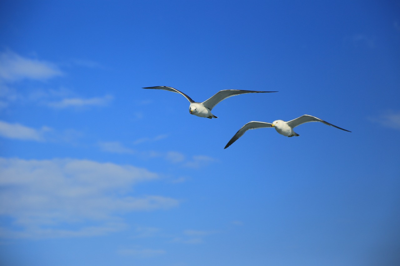 seagull nature animal free photo