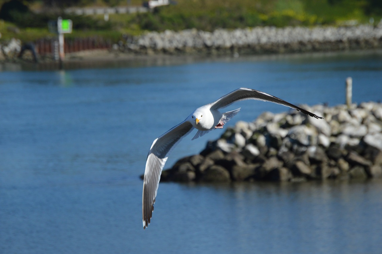 seagull flying gull free photo