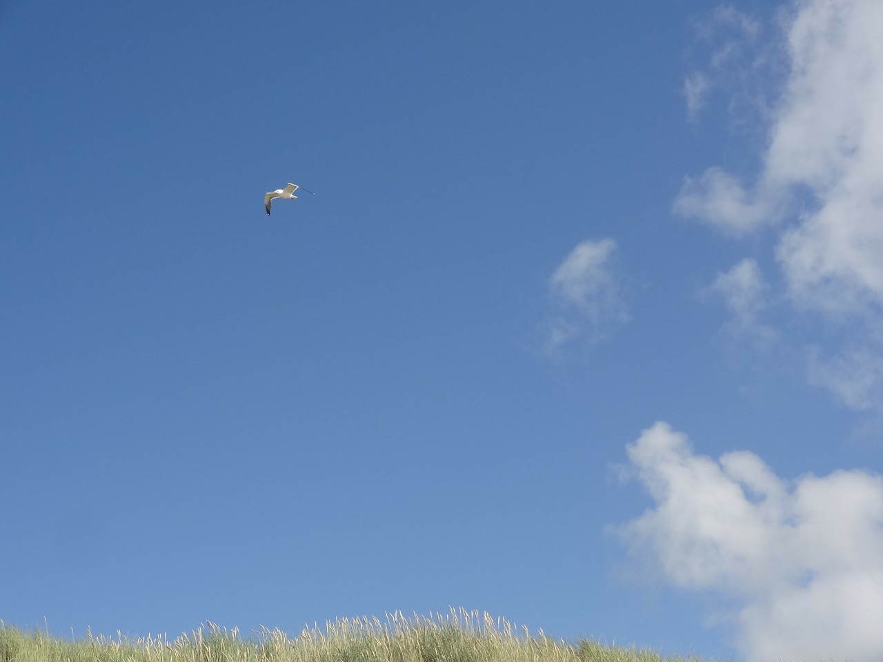 seagull sky blue free photo