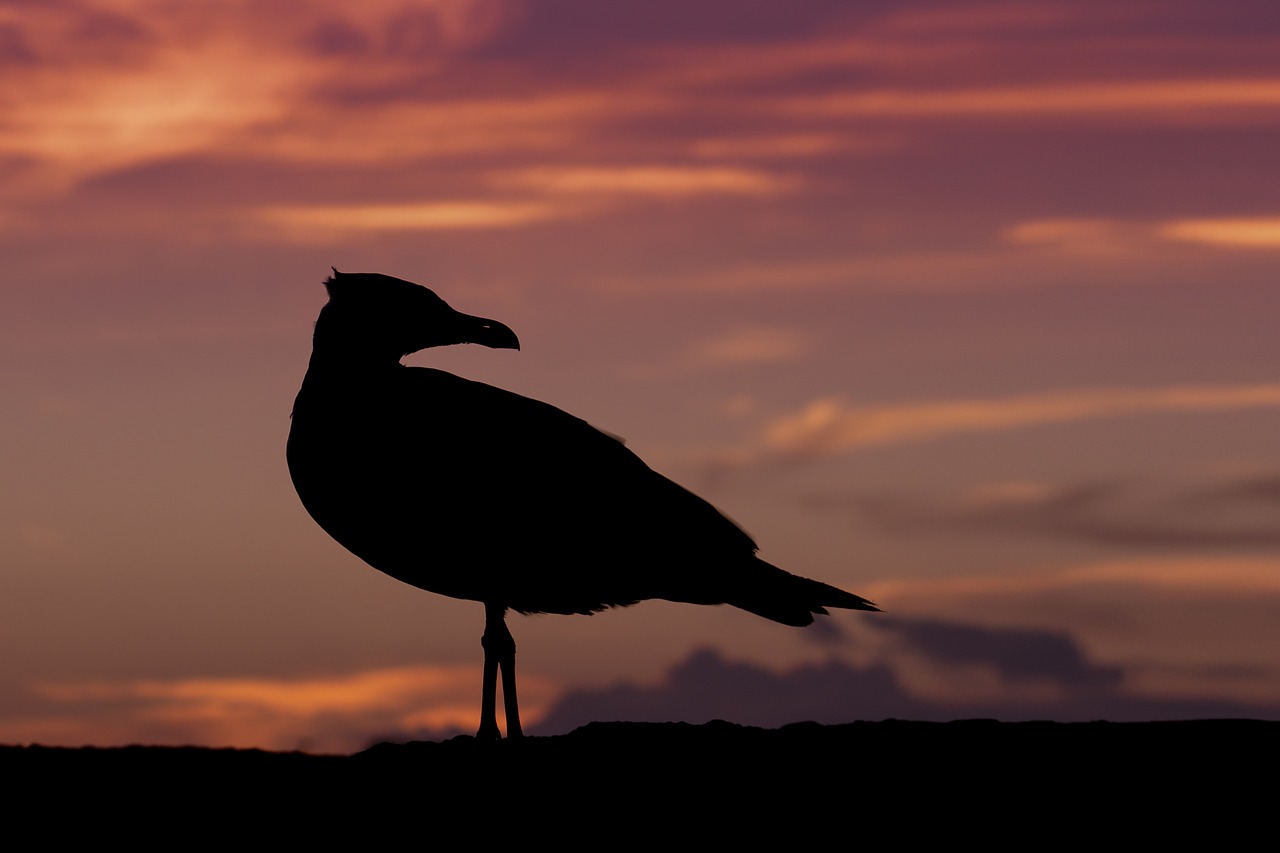 seagull sunset nature free photo