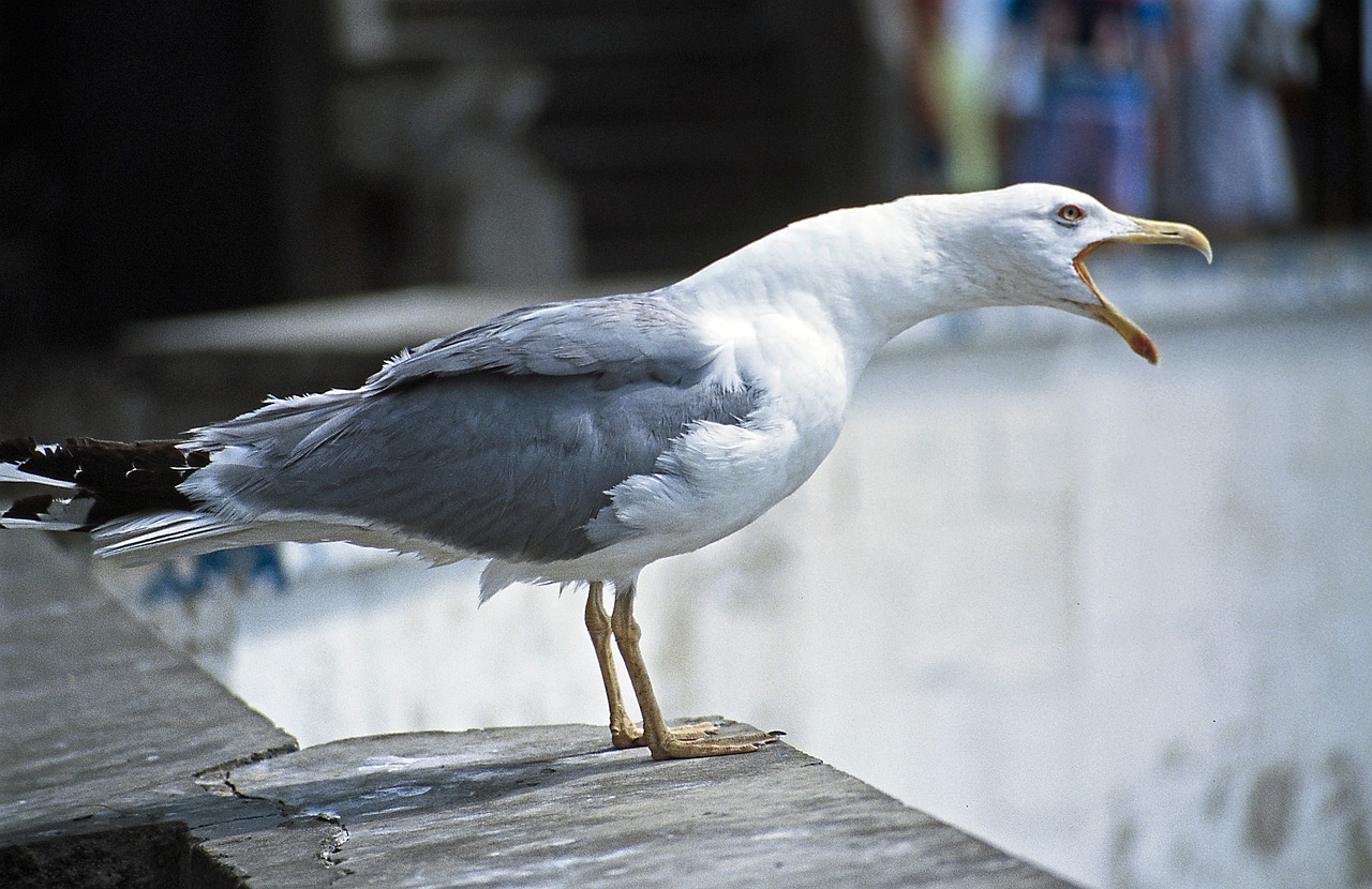 seagull cry bill free photo