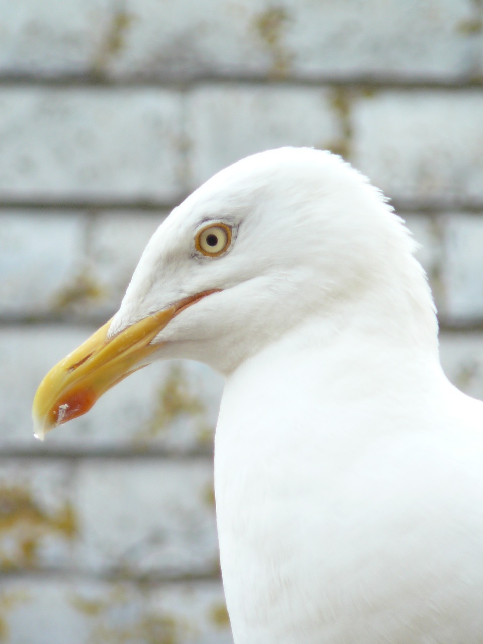 seagull close head free photo