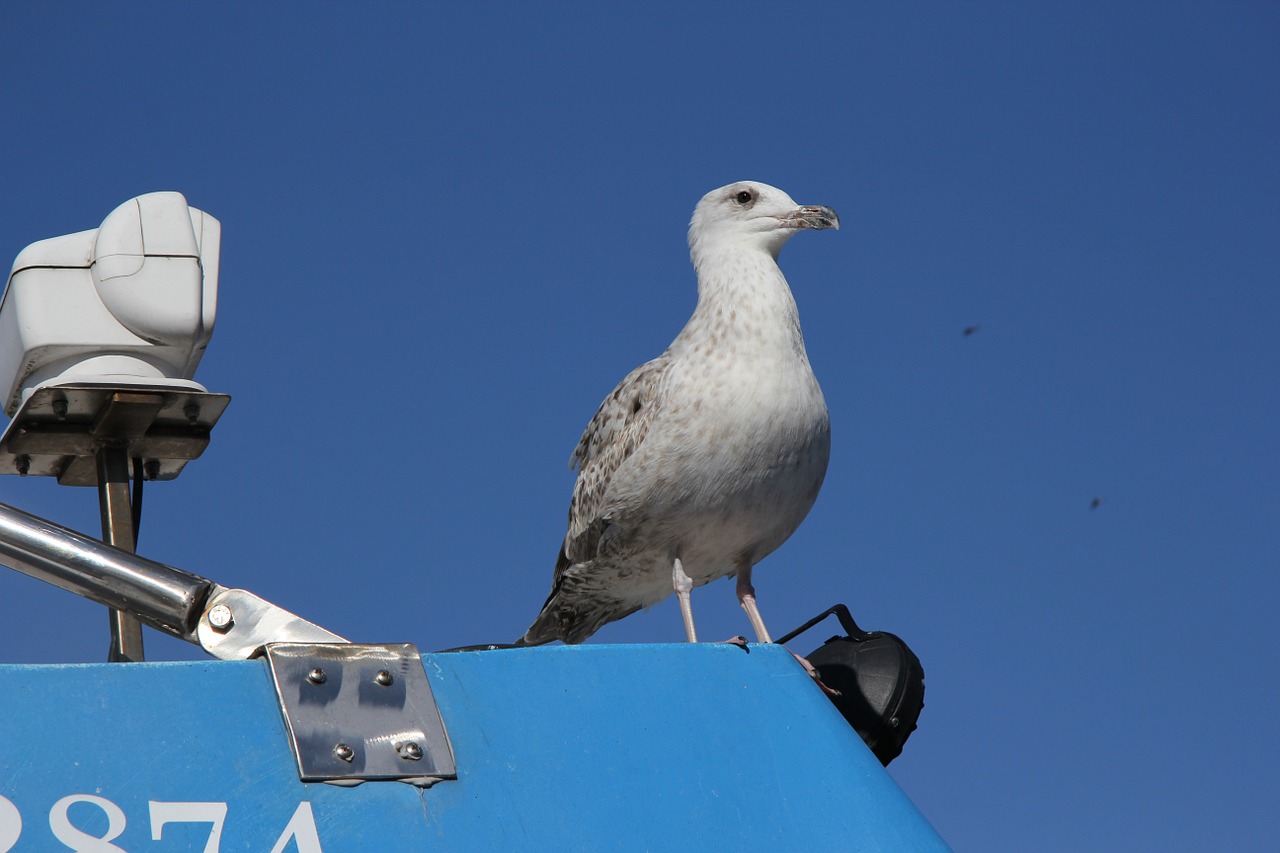 seagull holidays weather free photo