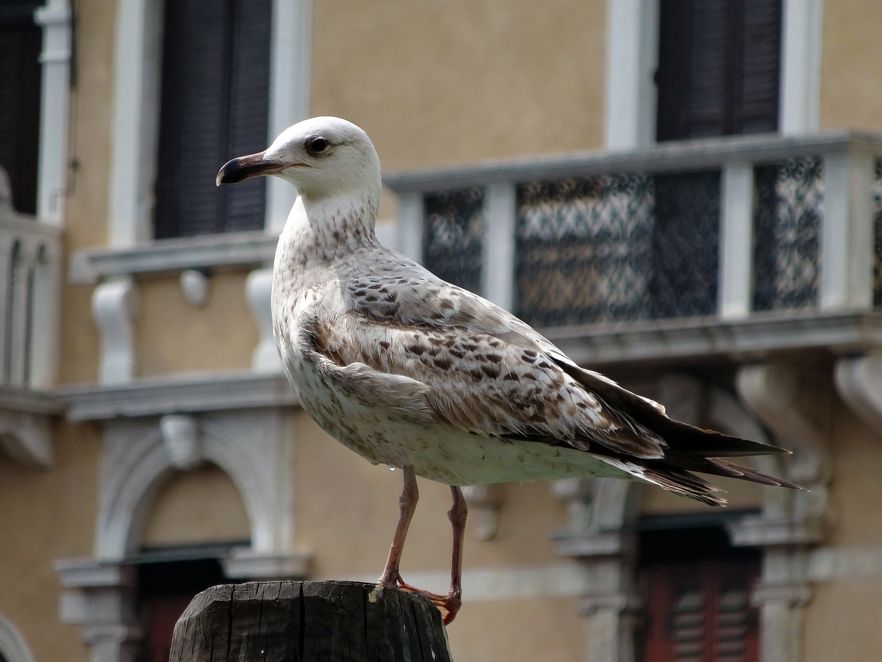 seagull bird water bird free photo