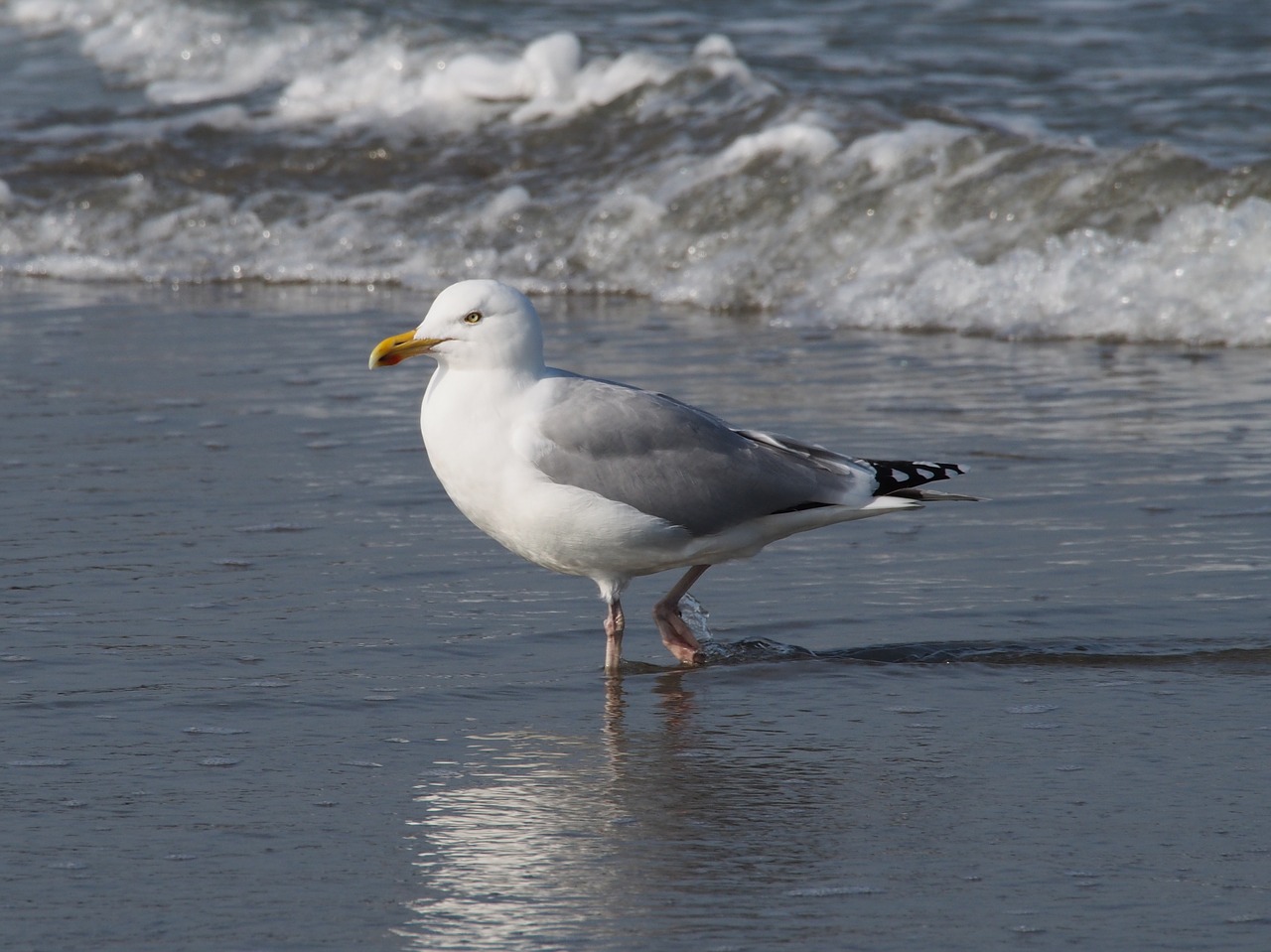 seagull beach sea free photo