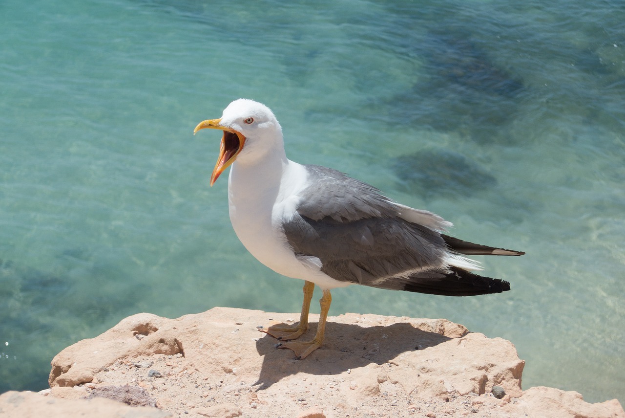 seagull bird portrait free photo