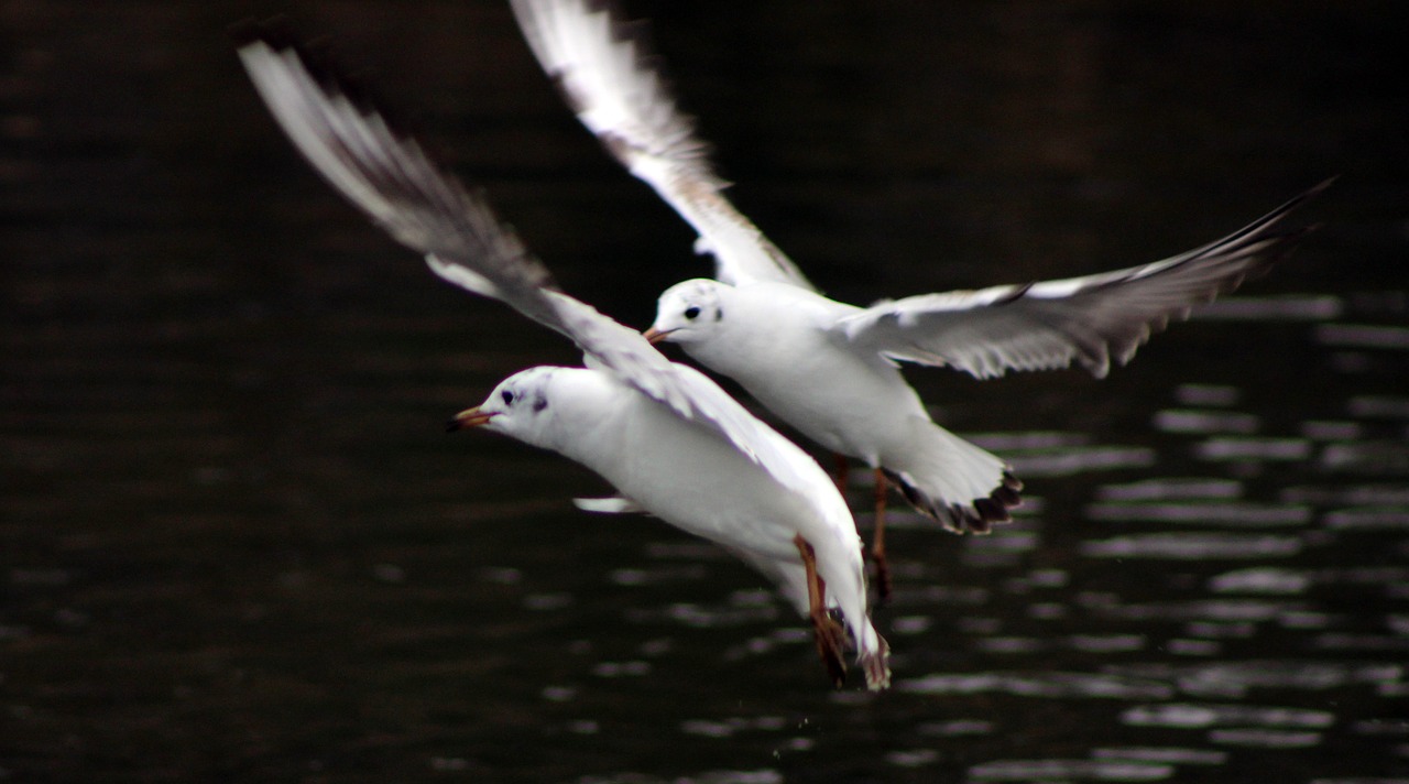 seagull bird water free photo