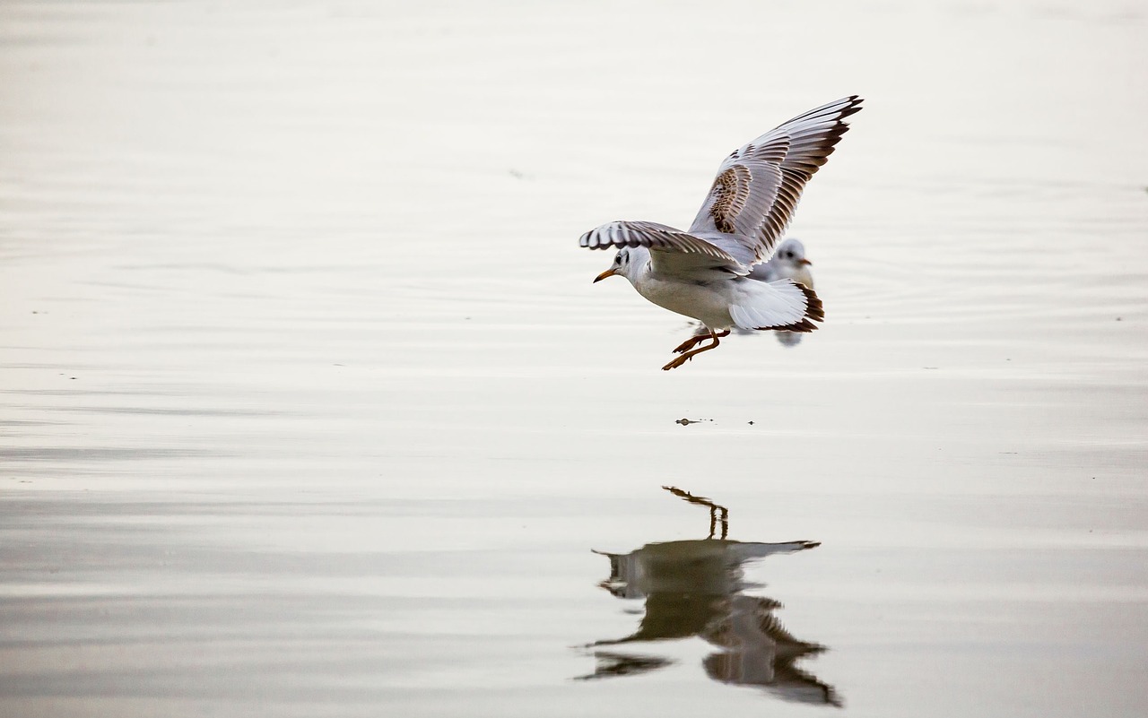 seagull danube bird free photo