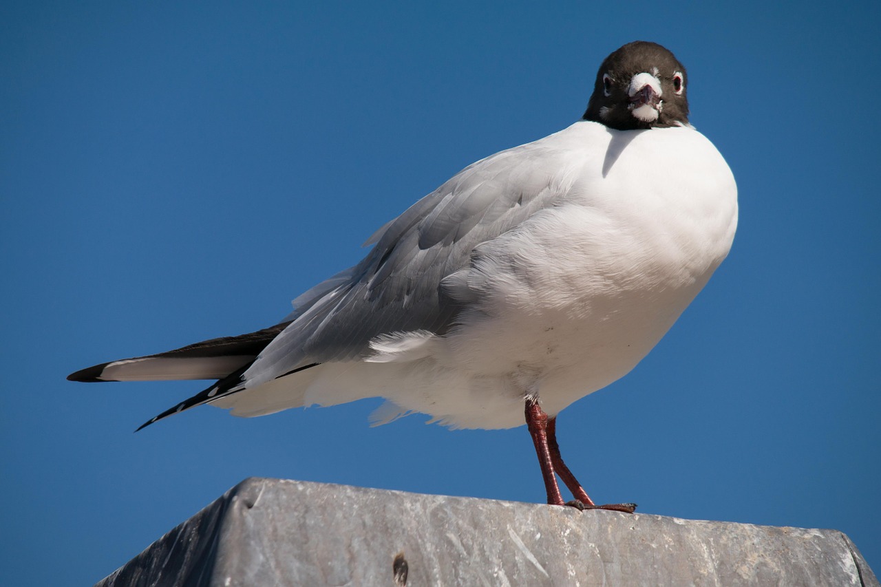seagull north sea bird free photo