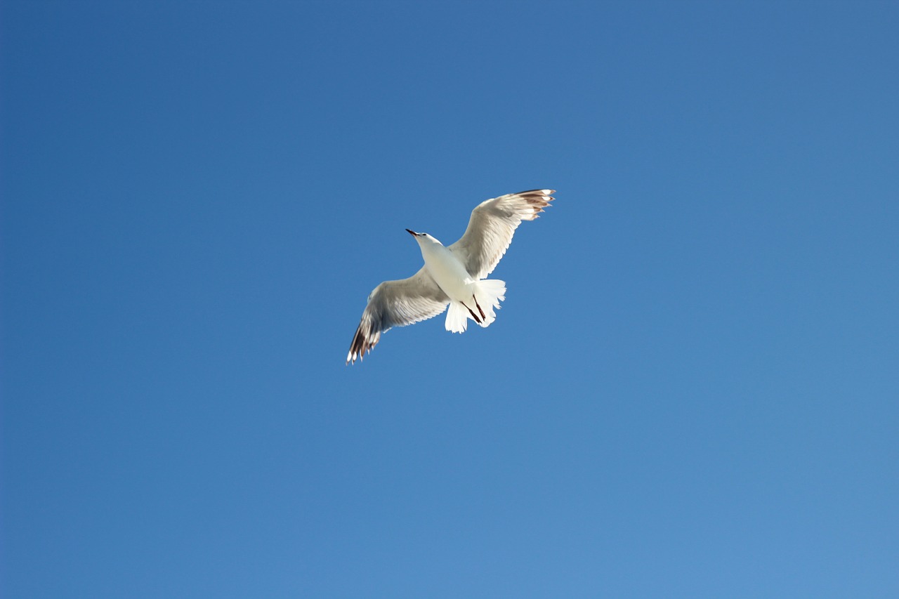 seagull sea blue sky free photo