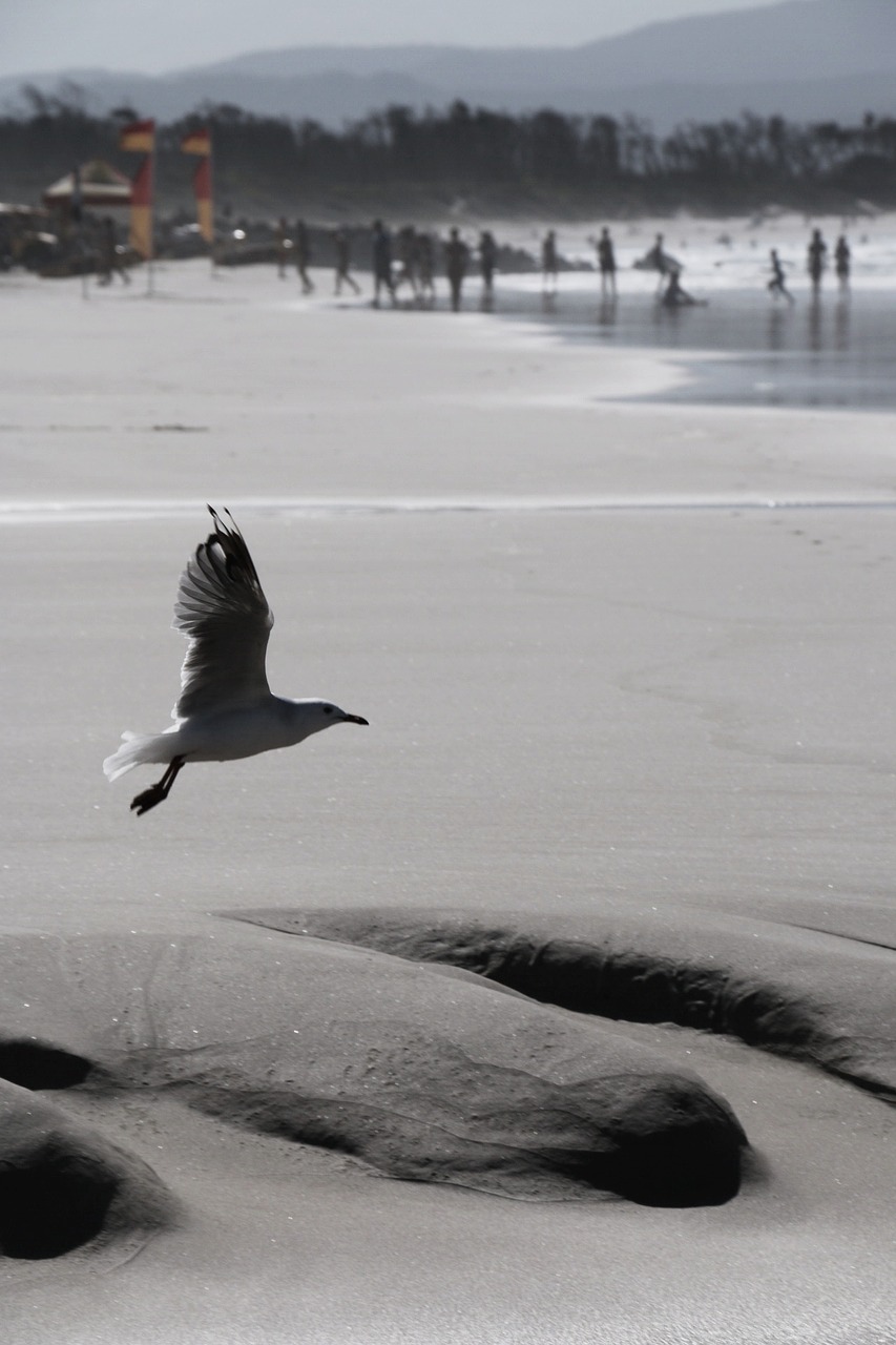 seagull beach bird free photo