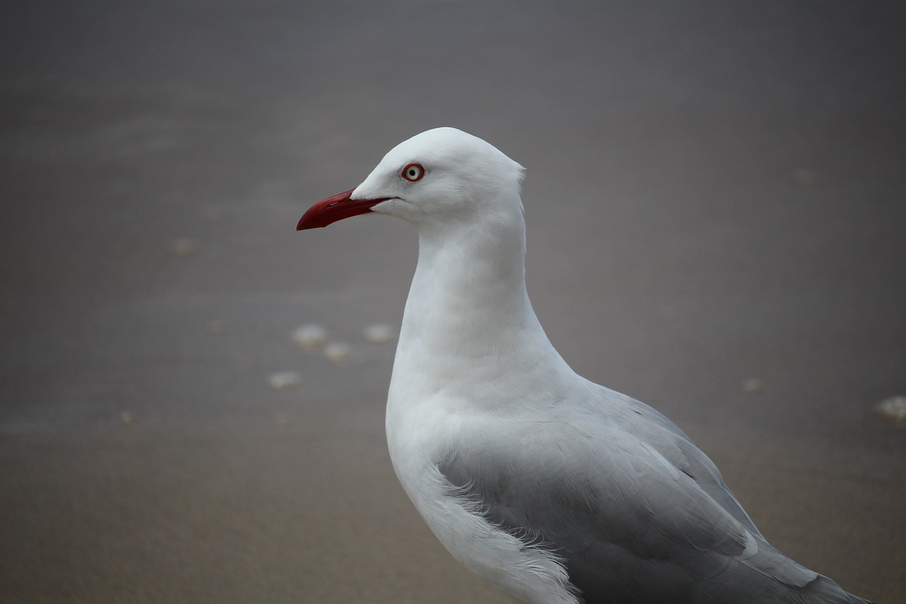 seagull bird seabird free photo