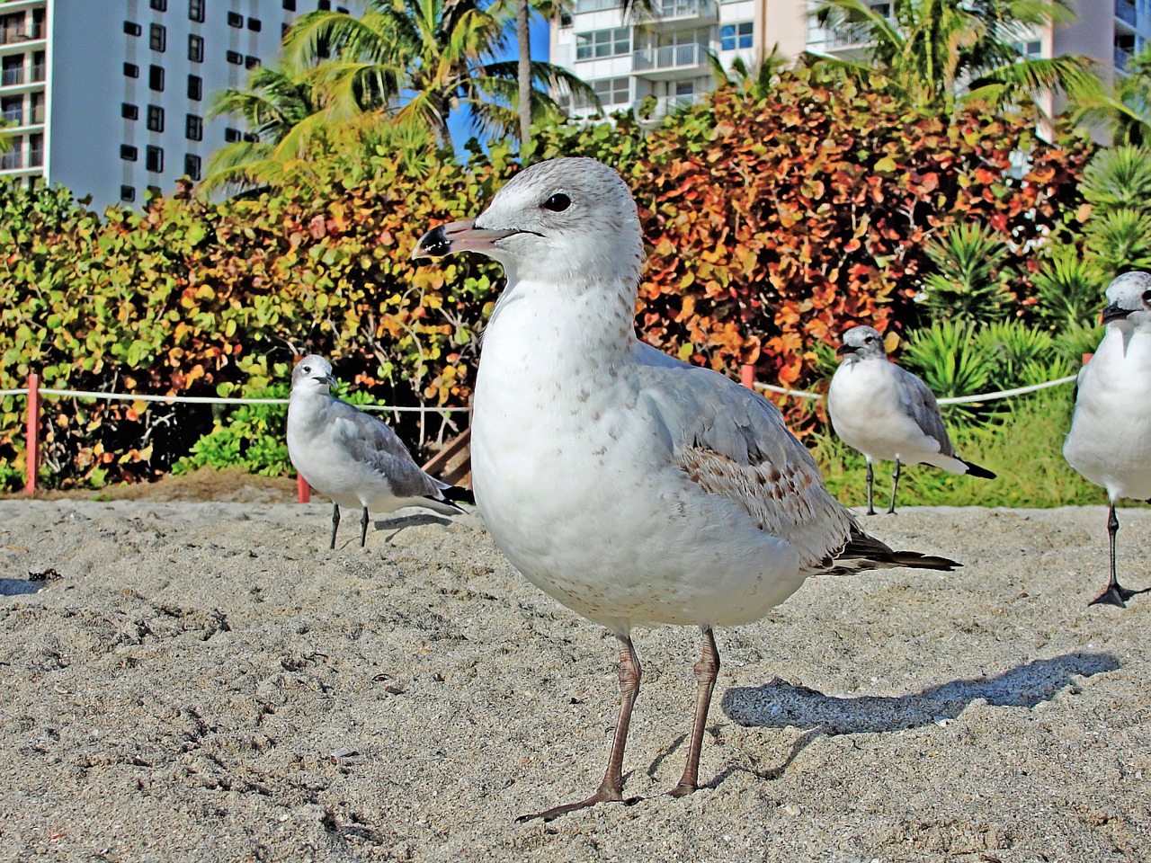 seagull sand beach free photo