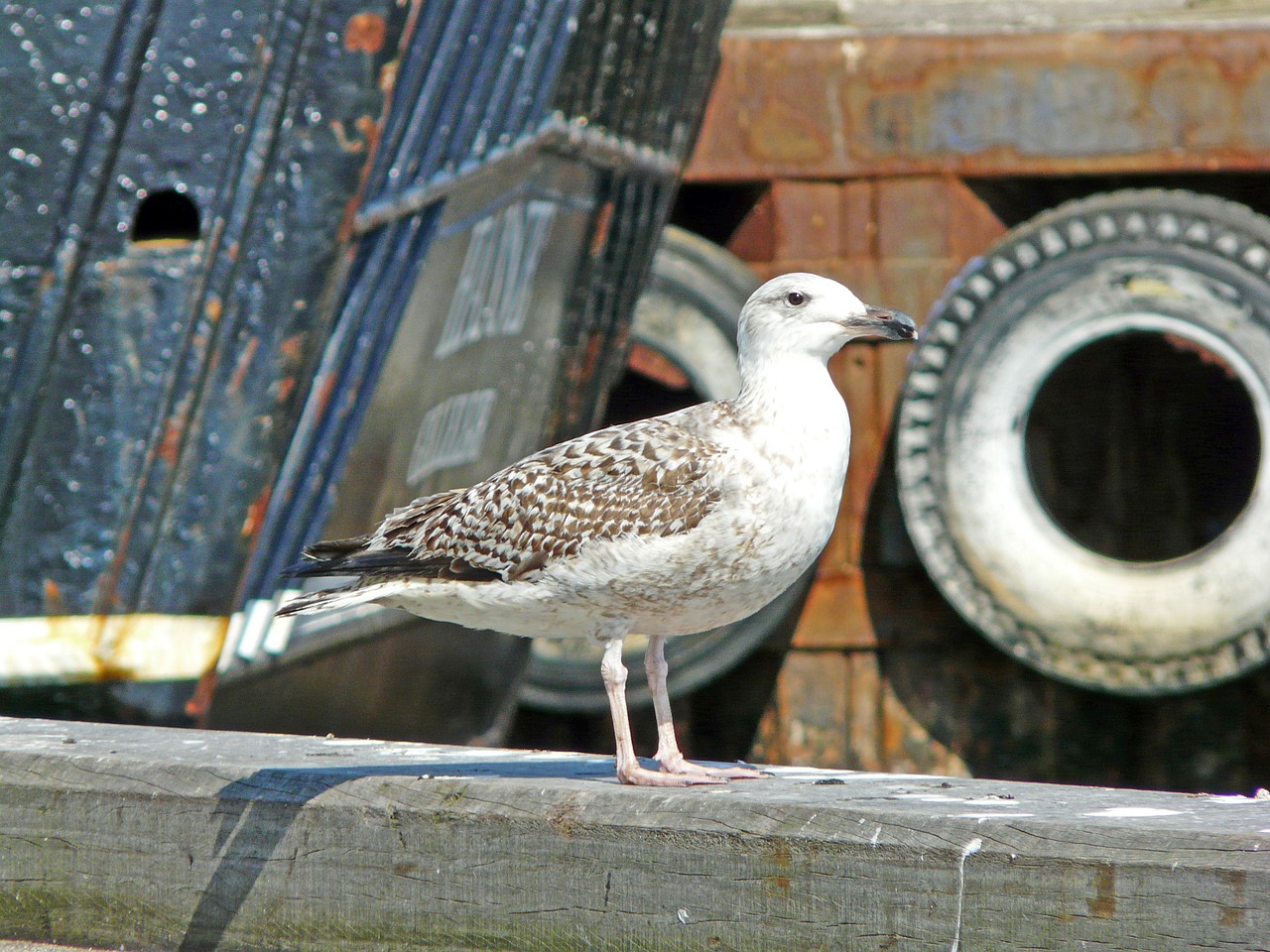 seagull port water bird free photo