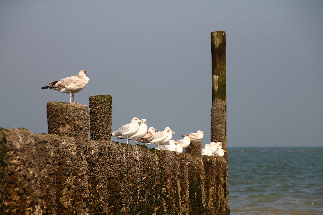 seagull netherlands zeeland free photo