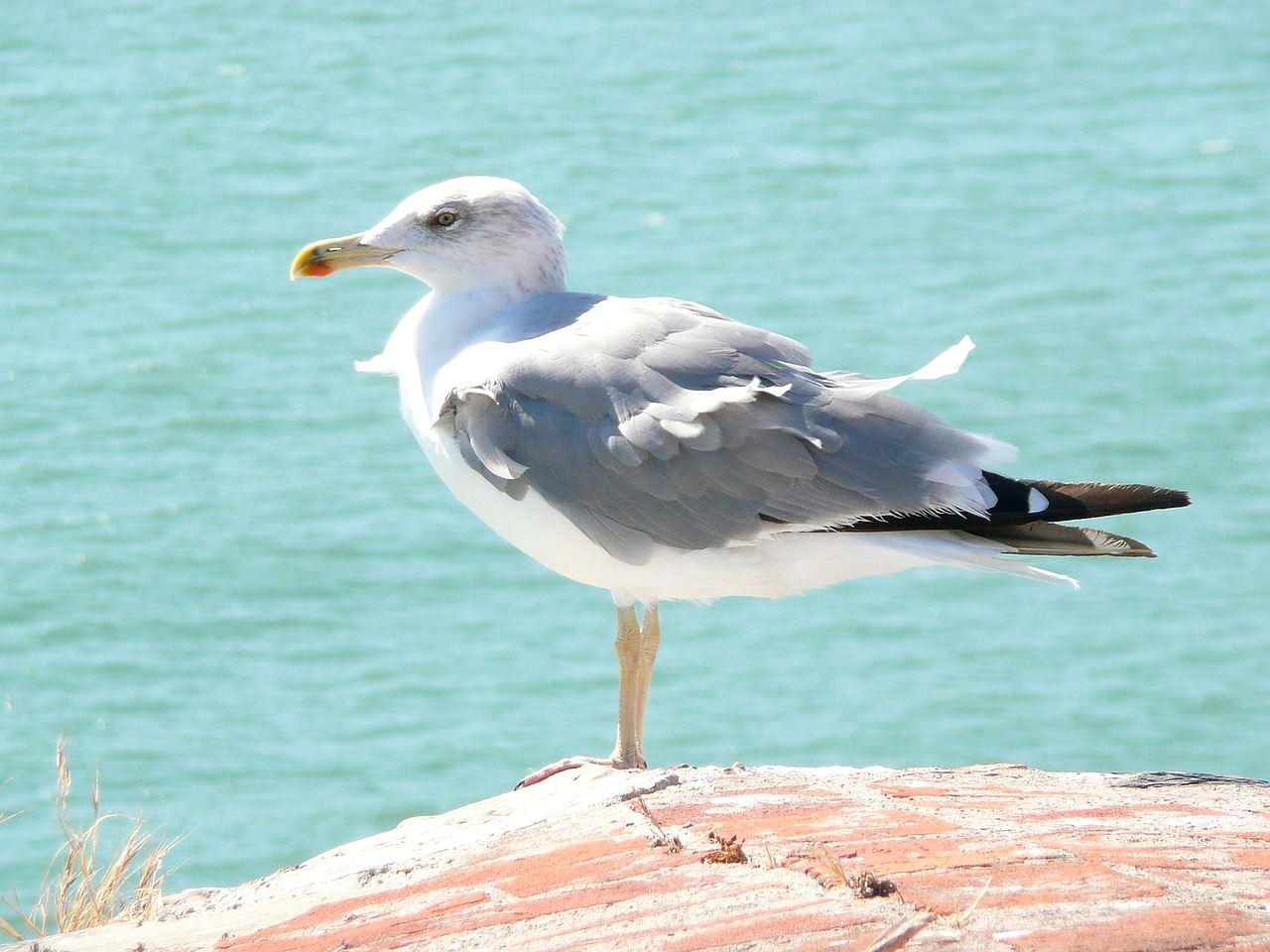 seagull bird sea free photo