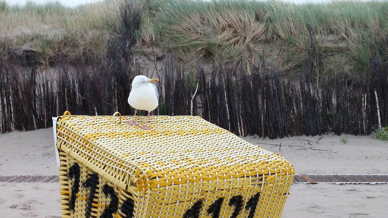 seagull north sea beach chair free photo