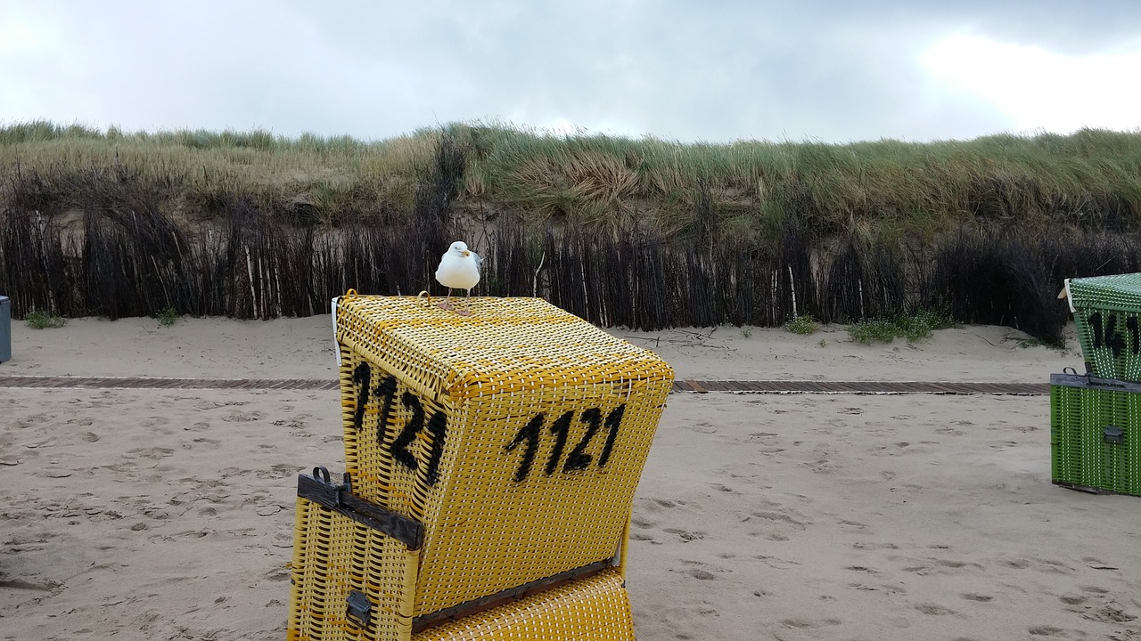 seagull north sea beach chair free photo