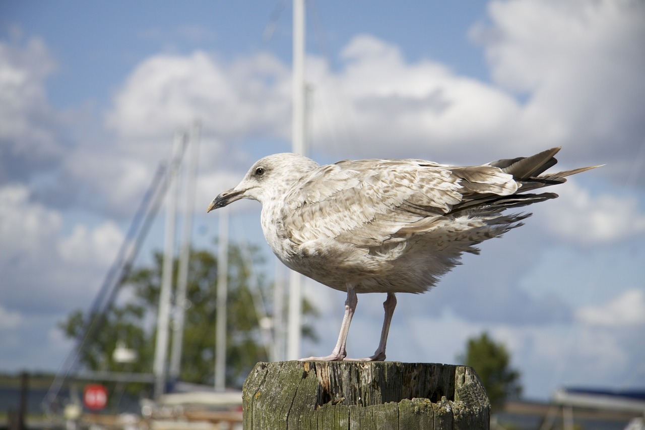 seagull animals sea free photo