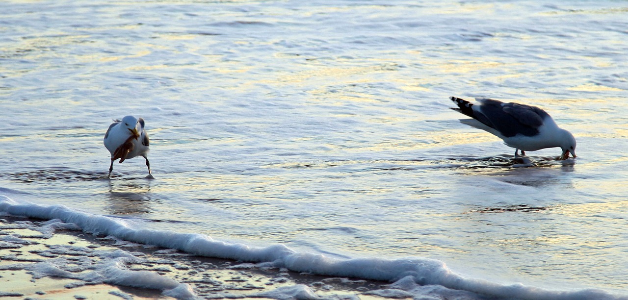 seagull eat water free photo