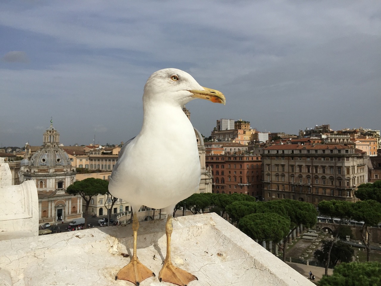 seagull rome view free photo