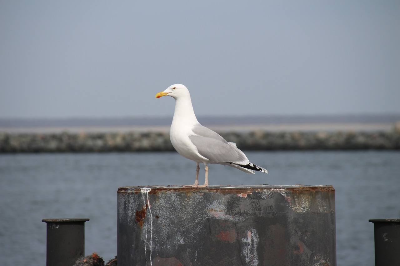 seagull portrait close free photo