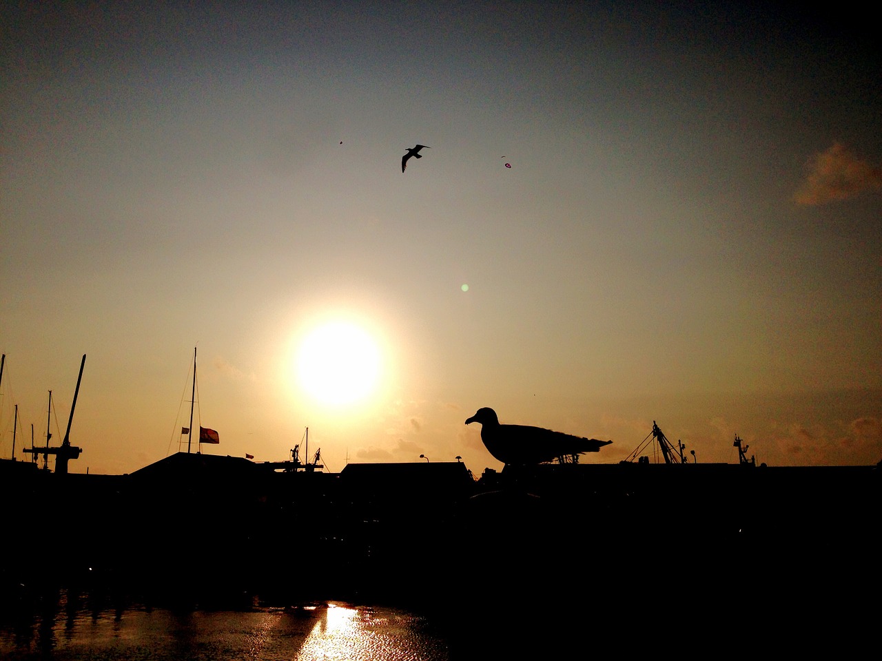 seagull back light shadow free photo