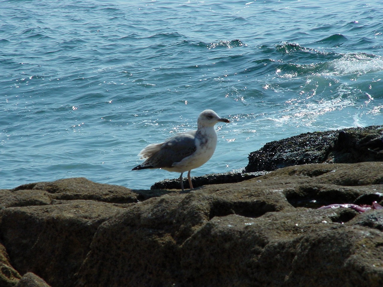 seagull bird fly free photo