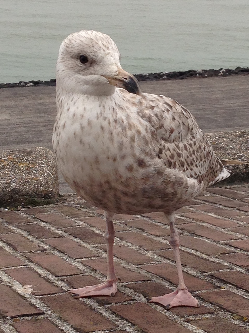 seagull chick young free photo