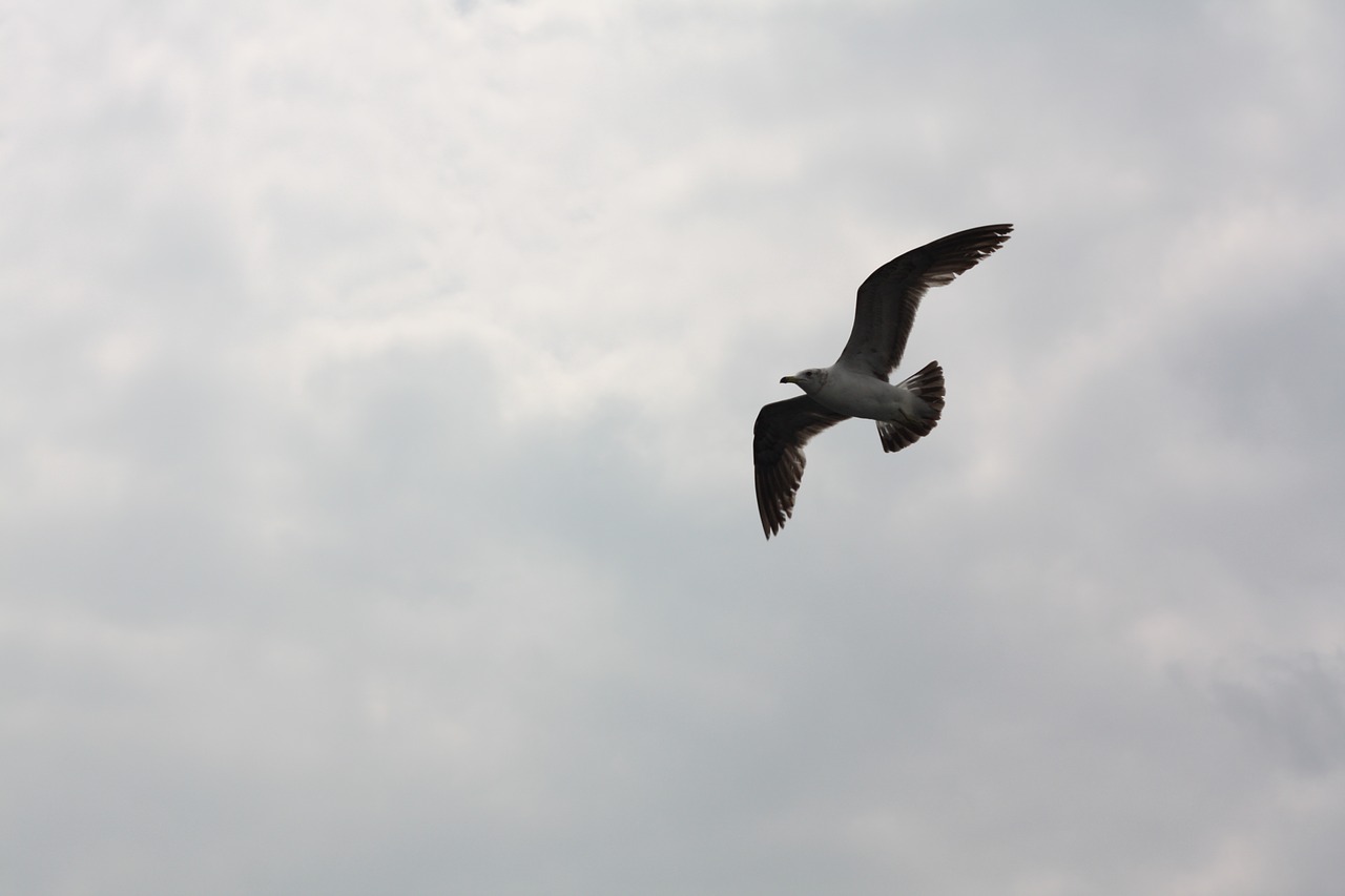 seagull sky flight free photo