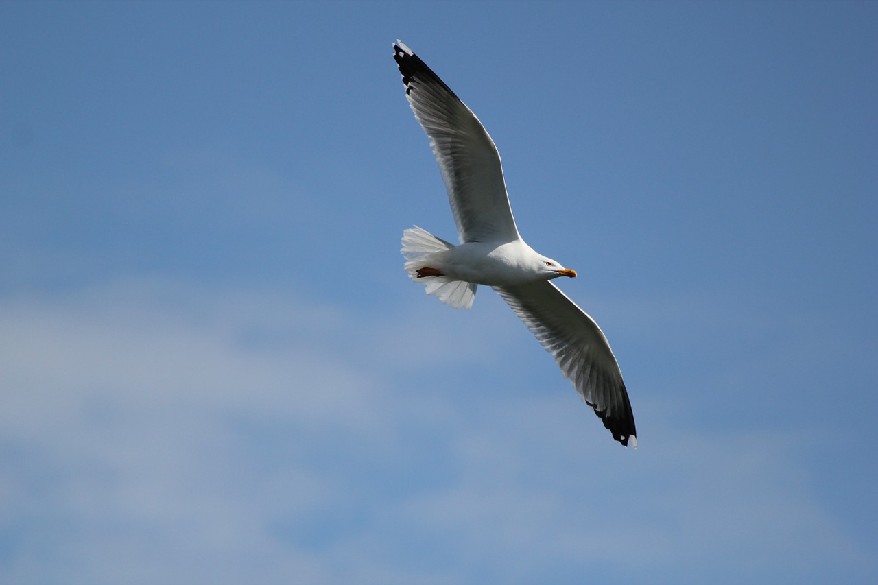 seagull flight free image free photo