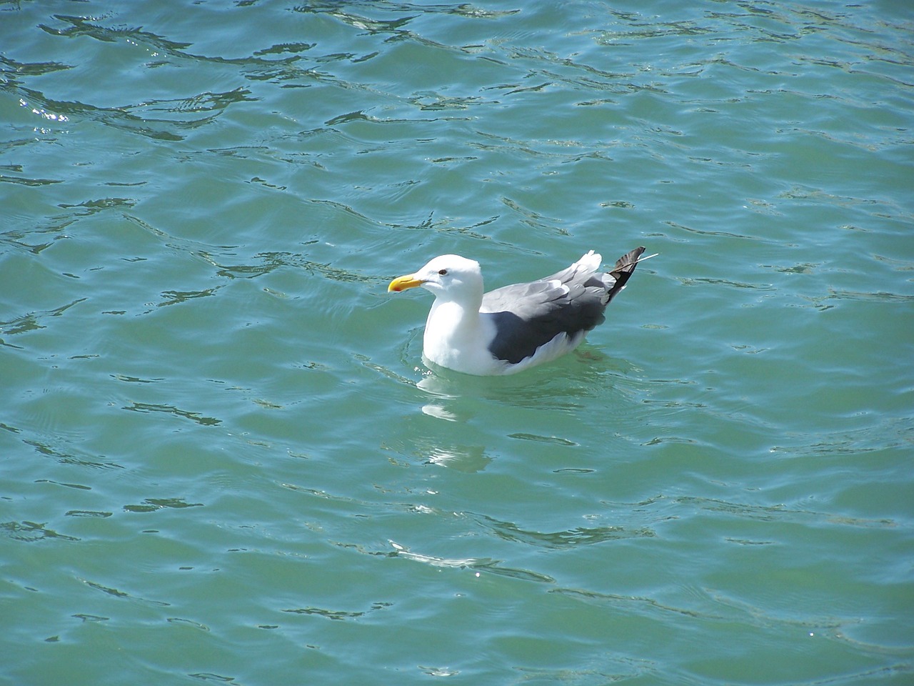 seagull gull sea free photo