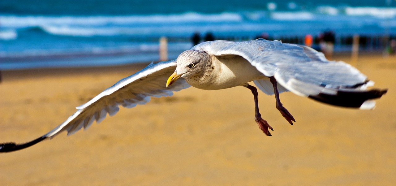 seagull north sea coast free photo