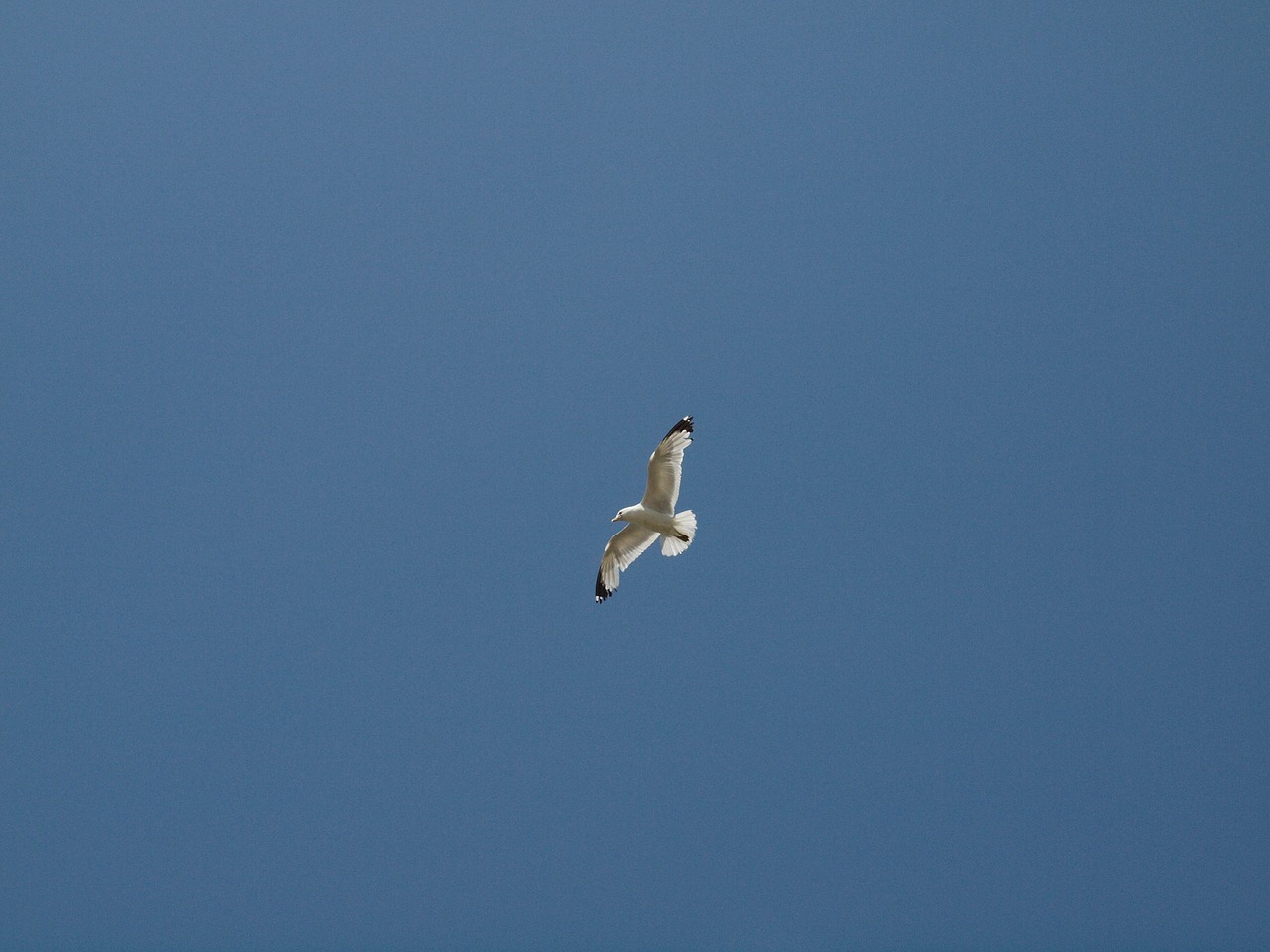 seagull sky bird free photo