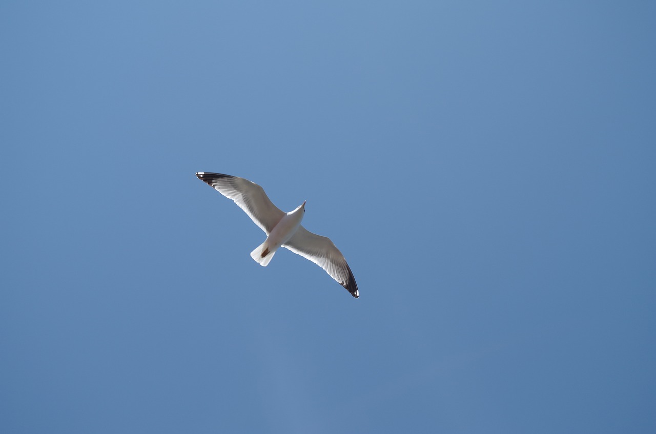 seagull blue sky bright sky free photo